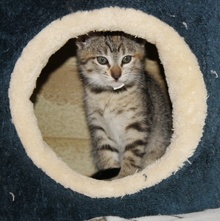 [another picture of Dollie, a Domestic Short Hair tortoiseshell tabby\ cat] 