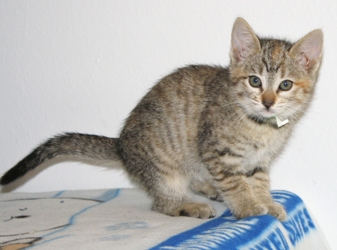 [picture of Dollie, a Domestic Short Hair tortoiseshell tabby cat]