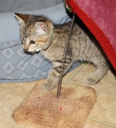 [picture of Dollie, a Domestic Short Hair tortoiseshell tabby cat]