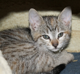 [picture of Dollie, a Domestic Short Hair tortoiseshell tabby cat]