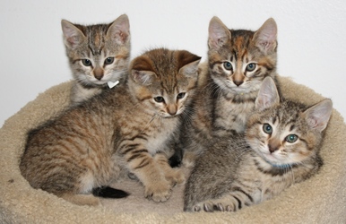 [picture of Dollie, a Domestic Short Hair tortoiseshell tabby cat]
