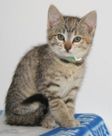 [picture of Dollie, a Domestic Short Hair tortoiseshell tabby\ cat] 