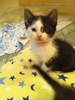 A picture of #NS03859: Cow a Domestic Short Hair black/white
