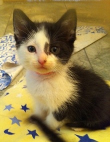 [picture of Cow, a Domestic Short Hair black/white\ cat] 