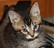 [another picture of Little V, a Domestic Short Hair gray tabby\ cat] 