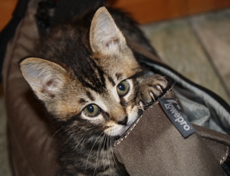 [picture of Little V, a Domestic Short Hair gray tabby cat]