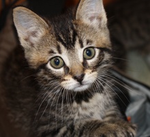 [picture of Little V, a Domestic Short Hair gray tabby\ cat] 