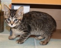 A picture of #NS03861: Lily a Domestic Short Hair gray tabby