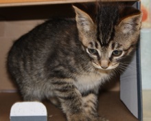 [another picture of Lily, a Domestic Short Hair gray tabby\ cat] 