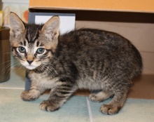 [picture of Lily, a Domestic Short Hair gray tabby\ cat] 