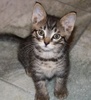 A picture of #NS03862: Buddy a Domestic Short Hair gray tabby