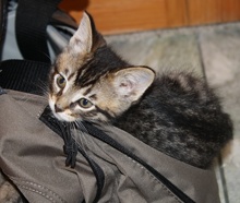 [another picture of Buddy, a Domestic Short Hair gray tabby\ cat] 