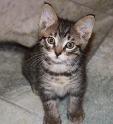 [picture of Buddy, a Domestic Short Hair gray tabby\ cat] 