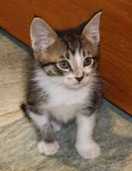 [picture of Peanut, a Domestic Short Hair gray tabby/white cat]