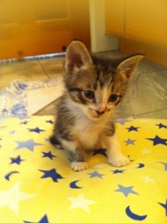 [picture of Peanut, a Domestic Short Hair gray tabby/white cat]