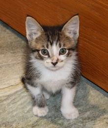 [picture of Peanut, a Domestic Short Hair gray tabby/white\ cat] 