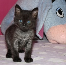 [another picture of Shaft, a Domestic Medium Hair black\ cat] 