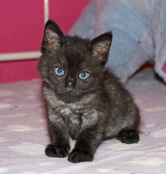 [picture of Shaft, a Domestic Medium Hair black cat]