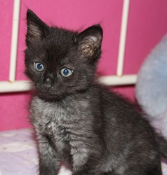 [picture of Shaft, a Domestic Medium Hair black cat]