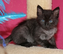[picture of Shaft, a Domestic Medium Hair black\ cat] 