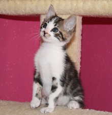 [another picture of Herbie, a Domestic Short Hair brown tabby/white\ cat] 