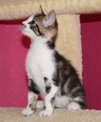[picture of Herbie, a Domestic Short Hair brown tabby/white cat]