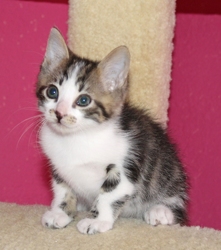 [picture of Herbie, a Domestic Short Hair brown tabby/white cat]