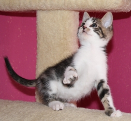 [picture of Herbie, a Domestic Short Hair brown tabby/white cat]