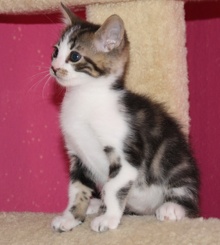 [picture of Herbie, a Domestic Short Hair brown tabby/white\ cat] 