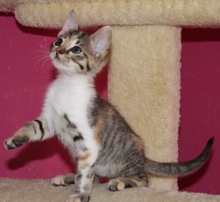 [another picture of Marbles, a Domestic Short Hair calico tabby\ cat] 