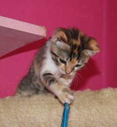 [picture of Marbles, a Domestic Short Hair calico tabby cat]