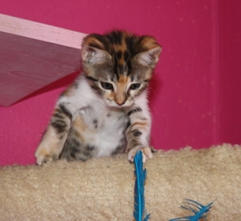[picture of Marbles, a Domestic Short Hair calico tabby cat]