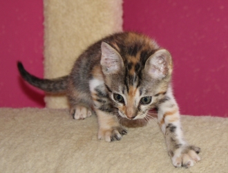 [picture of Marbles, a Domestic Short Hair calico tabby cat]