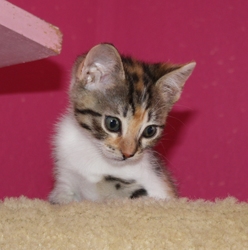 [picture of Marbles, a Domestic Short Hair calico tabby cat]