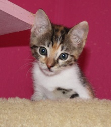 [picture of Marbles, a Domestic Short Hair calico tabby\ cat] 