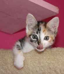 [another picture of Gizmo, a Domestic Short Hair calico tabby\ cat] 