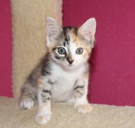 [picture of Gizmo, a Domestic Short Hair calico tabby cat]