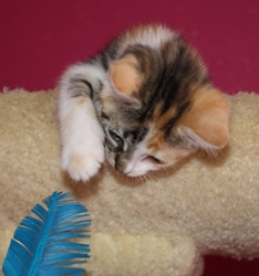 [picture of Gizmo, a Domestic Short Hair calico tabby cat]