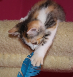 [picture of Gizmo, a Domestic Short Hair calico tabby cat]