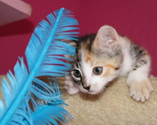 [picture of Gizmo, a Domestic Short Hair calico tabby cat]
