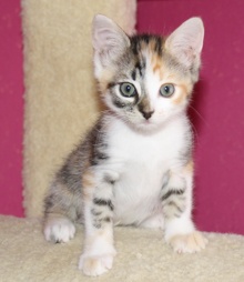 [picture of Gizmo, a Domestic Short Hair calico tabby\ cat] 