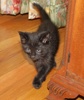 A picture of #NS03868: Skeeter a Domestic Short Hair black
