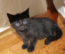 [another picture of Skeeter, a Domestic Short Hair black\ cat] 