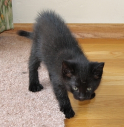 [picture of Skeeter, a Domestic Short Hair black cat]