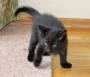 [picture of Skeeter, a Domestic Short Hair black cat]