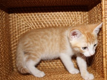 [another picture of Sunkist, a Domestic Short Hair orange/white\ cat] 