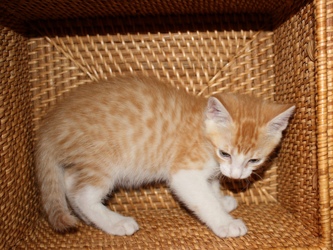 [picture of Sunkist, a Domestic Short Hair orange/white cat]