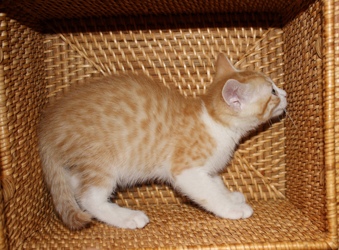 [picture of Sunkist, a Domestic Short Hair orange/white cat]