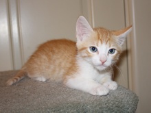 A picture of #NS03870: Sunkist a Domestic Short Hair orange/white
