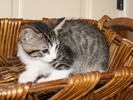 A picture of #NS03871: Smudgie FKA Harry Potter a Domestic Short Hair tabby/white